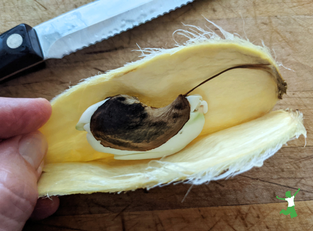 woman holding a sliced open mango pit with seed inside