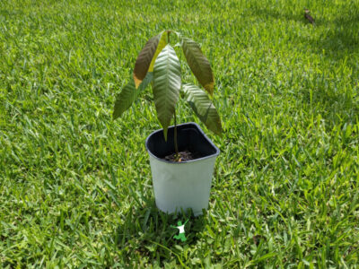mango tree sprouted from seed in white pot
