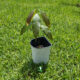 mango tree sprouted from seed in white pot