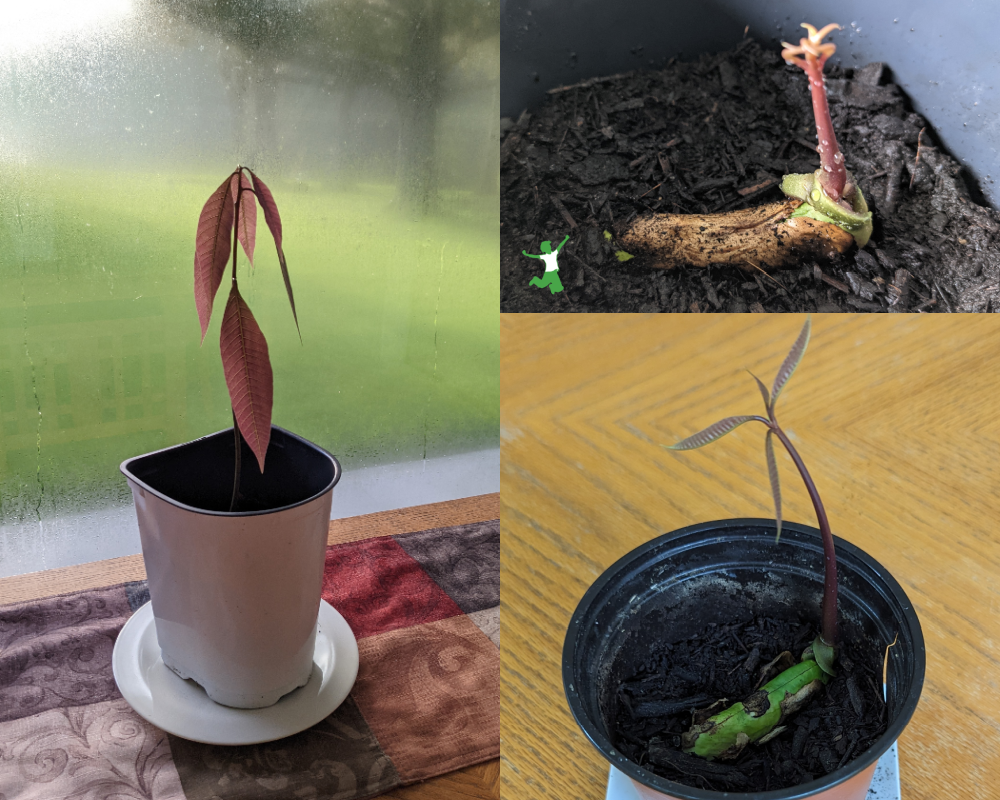 mango sprout growing from seed into a young tree