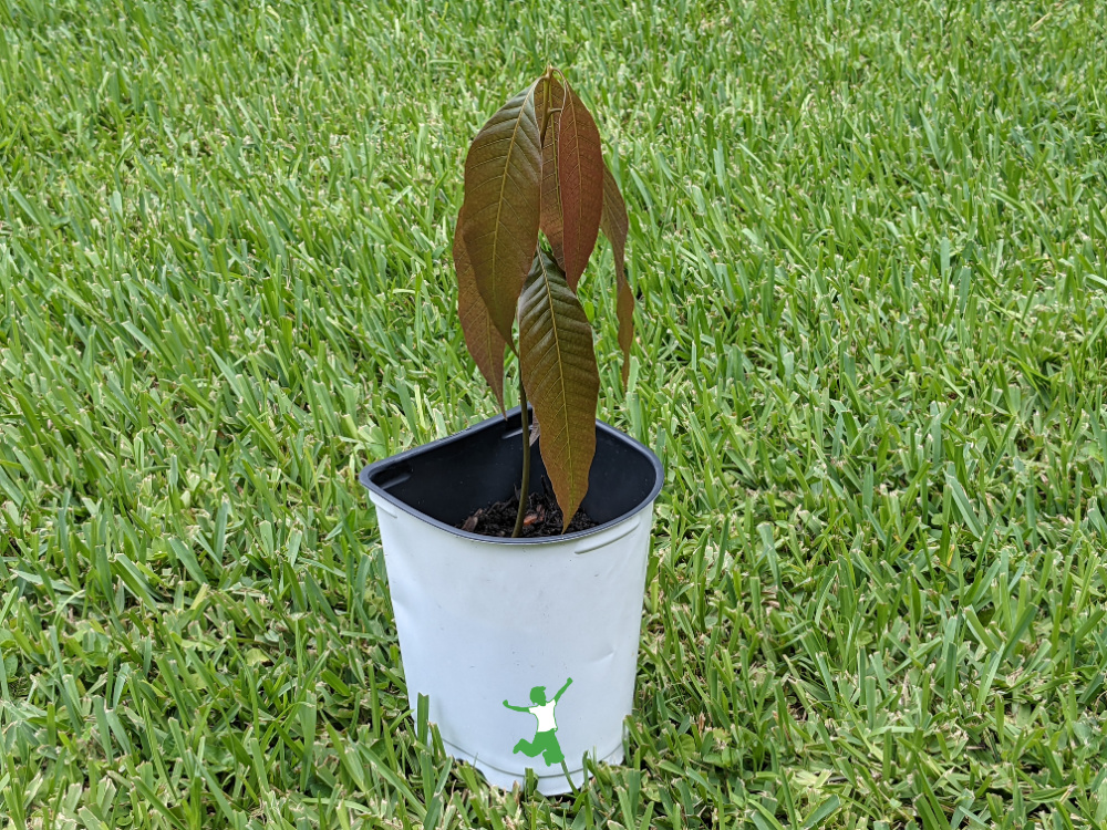 A small mango tree sprouted from a seed in a pot
