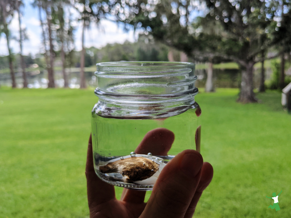 woman holding a glass of water with a soaking mango seed