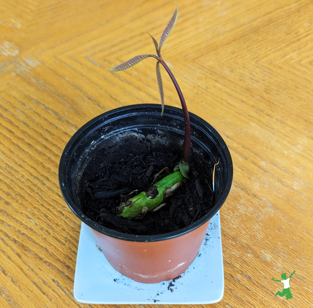 sprouted mango seed in potting soil