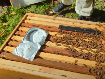 natural varroa mite treatment on top of beehive frames