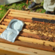 natural varroa mite treatment on top of beehive frames