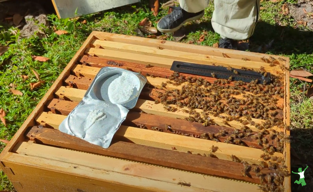 woman applying natural treatment for varroa mite to beehive.
