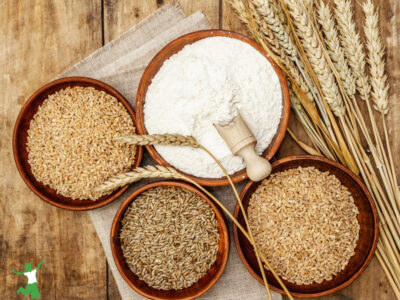 GMO wheat and hybrid varieties in bowls on wooden table