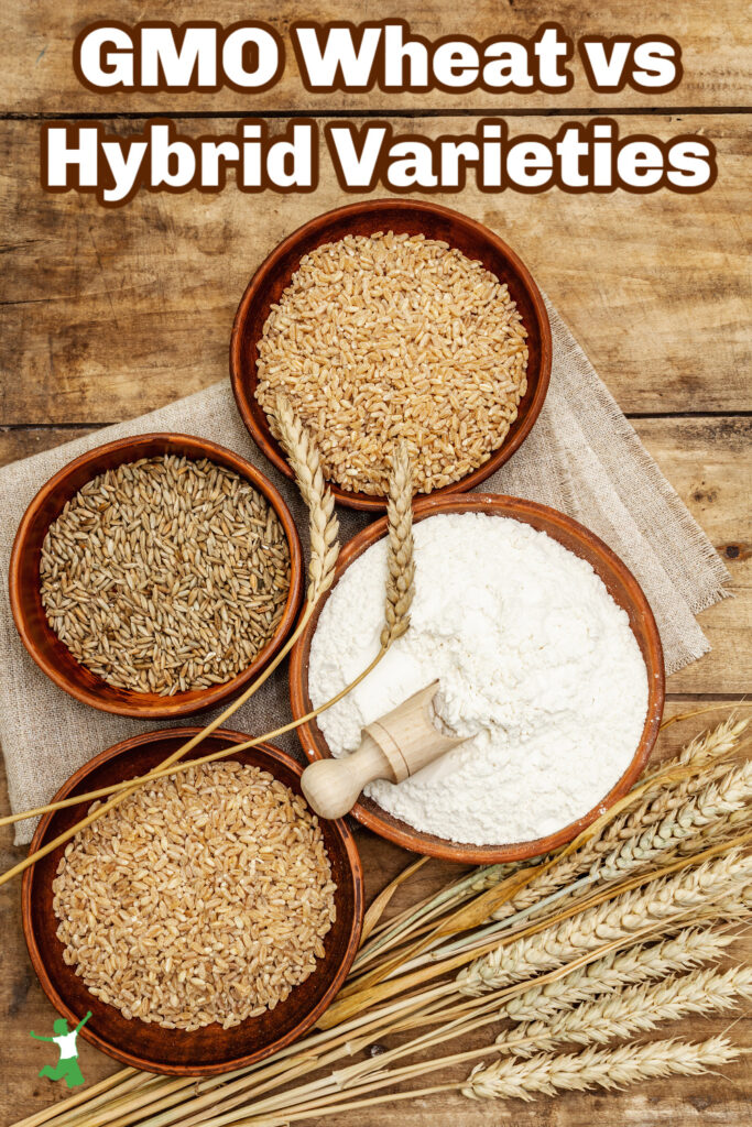 hybrid wheat in bowls next to GMO wheat grasses on wood background