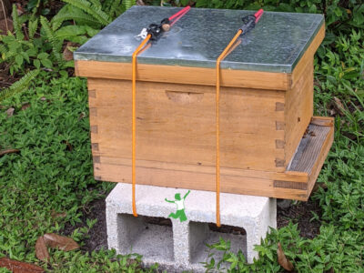 beehive secured for a storm