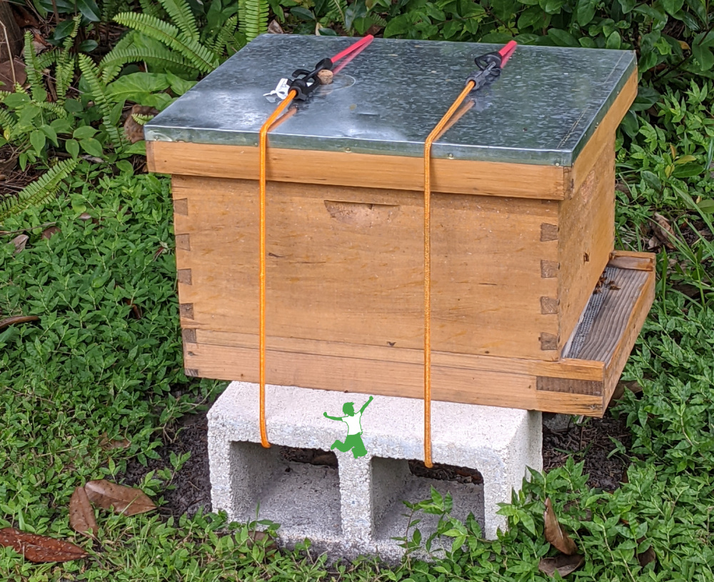 secured beehive in preparation for a high wind storm