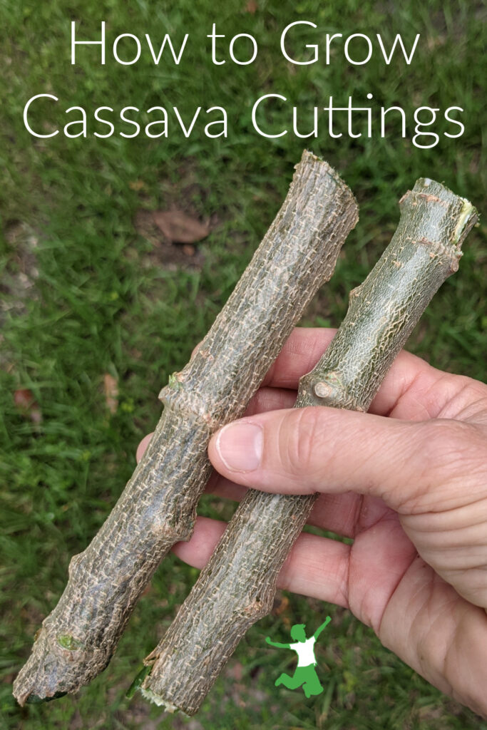 two cassava cuttings ready to plant natural background