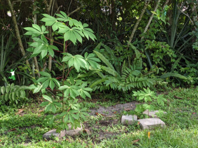 young cassava plants growing fast in sandy soil