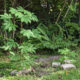 young cassava plants growing fast in sandy soil