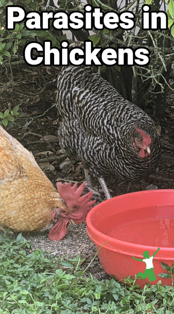 chickens with parasites receiving treatment