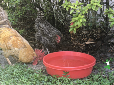 chickens with parasites drinking medicated water