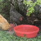 chickens with parasites drinking medicated water