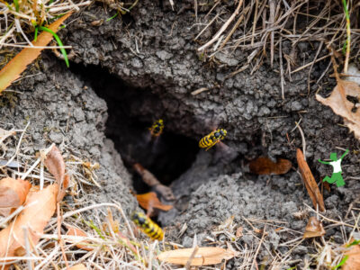 in ground yellow jacket nest being safely removed