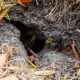 in ground yellow jacket nest being safely removed