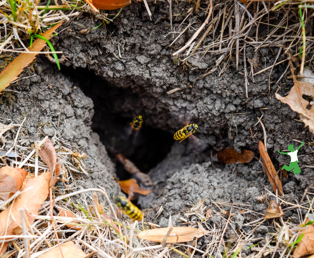 yellow jackets flying out of ground nest hole in the soil