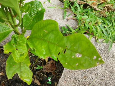 caterpillar damage to leaves on fruit vine
