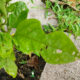 caterpillar damage to leaves on fruit vine