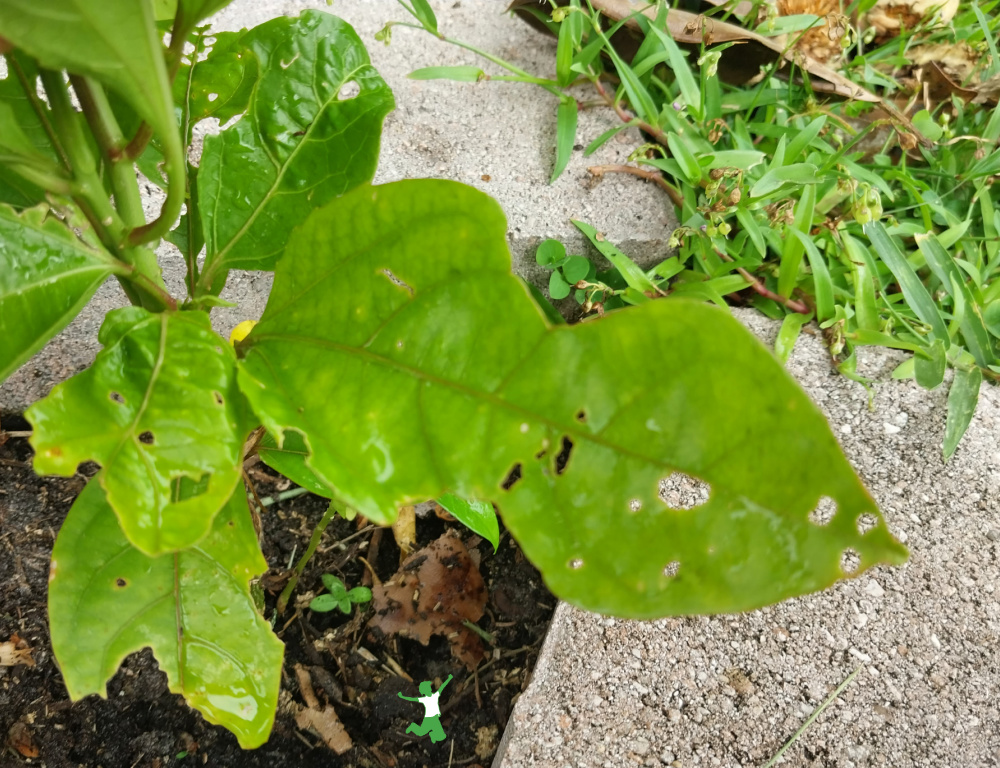 caterpillar damage to passion fruit vine foliage