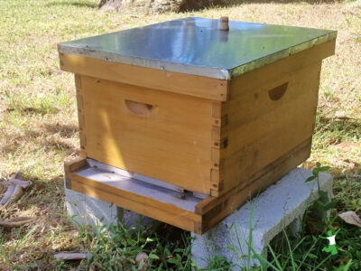 backyard beehive