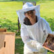 woman with beehive frame checking for varroa mites