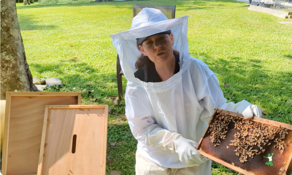 beekeeper conducting sugar shake test for varroa mites