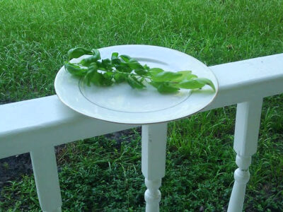 fresh basil drying on white plate