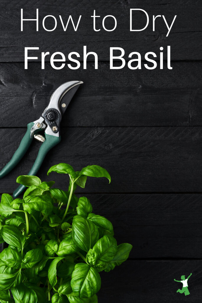 fresh basil sprigs for drying at home