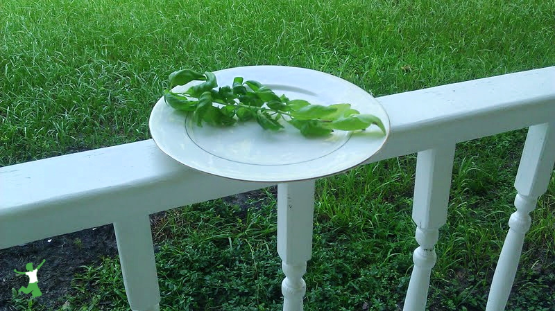 fresh basil drying on white plate