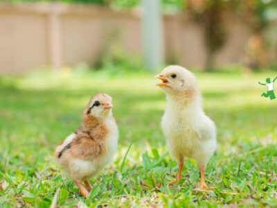 healthy unvaccinated baby chicks on grass