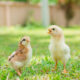 healthy unvaccinated baby chicks on grass