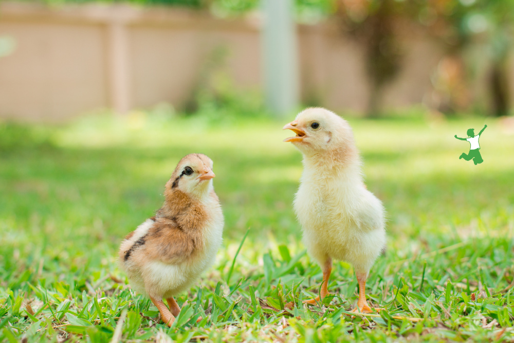 healthy unvaccinated baby chicks on grass