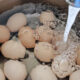 eggs in pot with water to test freshness