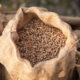 ancient grains mixed in burlap bag for baking