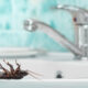 dead roach on kitchen sink