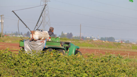 farmer spraying Roundup on crops ready for harvest