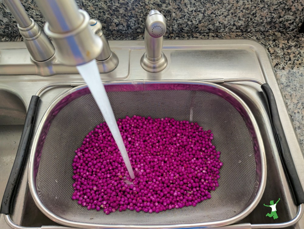 rinsing American beautyberries with filtered water