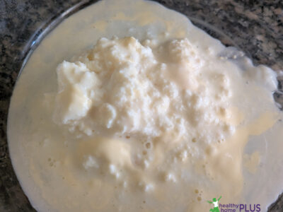 cultivated kefir grains on clear glass plate