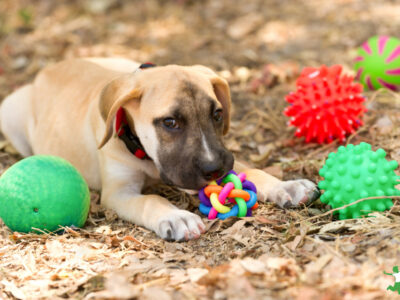 dog playing with plastic toys