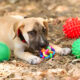 dog playing with plastic toys