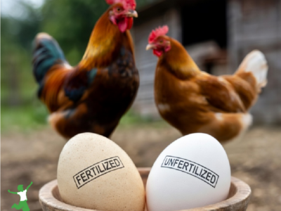 fertilized and unfertilized chicken eggs in bowl with hen and rooster