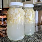 cabbage tonic in large mason jars